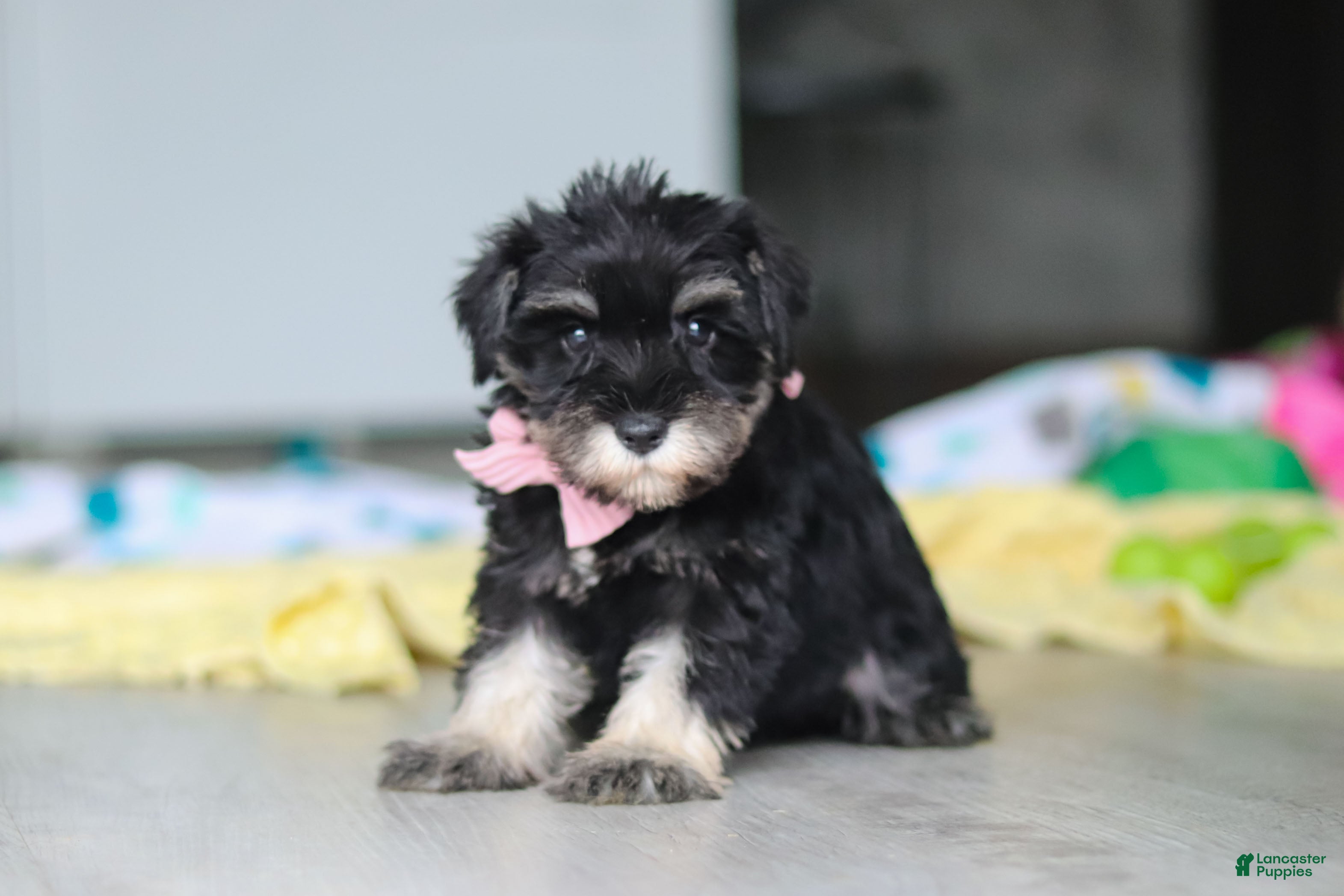 Miniature Schnauzer dogs Daisy - Ad 2