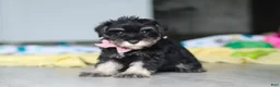 Miniature Schnauzer dogs for sale: Daisy - Ad 2