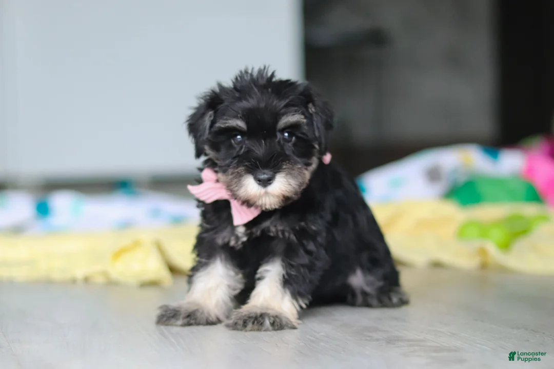 Miniature Schnauzer dogs for sale: Daisy - Ad 2
