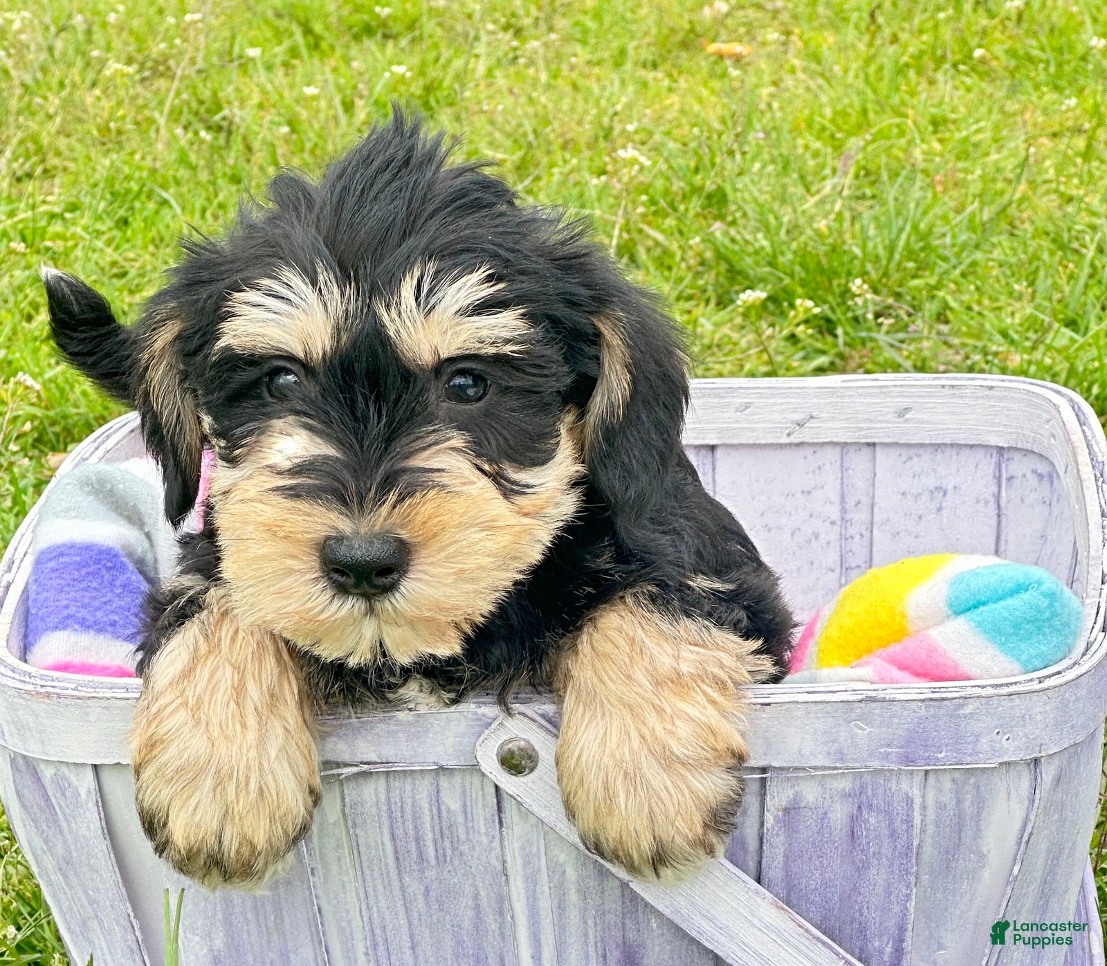 Miniature Schnauzer dogs Miniature Schnauzer Missy - Ad 40