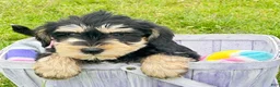 Miniature Schnauzer dogs for sale: Miniature Schnauzer Missy - Ad 1