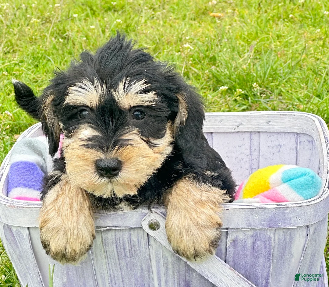 Miniature Schnauzer dogs for sale: Miniature Schnauzer Missy - Ad 1