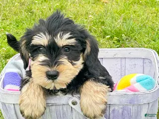 Miniature Schnauzer dogs Miniature Schnauzer Missy - Ad 40