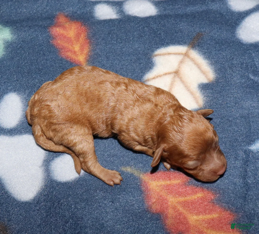 Toy Poodle dogs for sale: Summer’s red female 2 - Ad 1