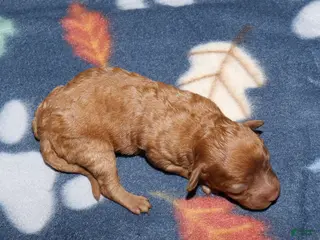 Toy Poodle dogs Summer’s red female 2 - Ad 17