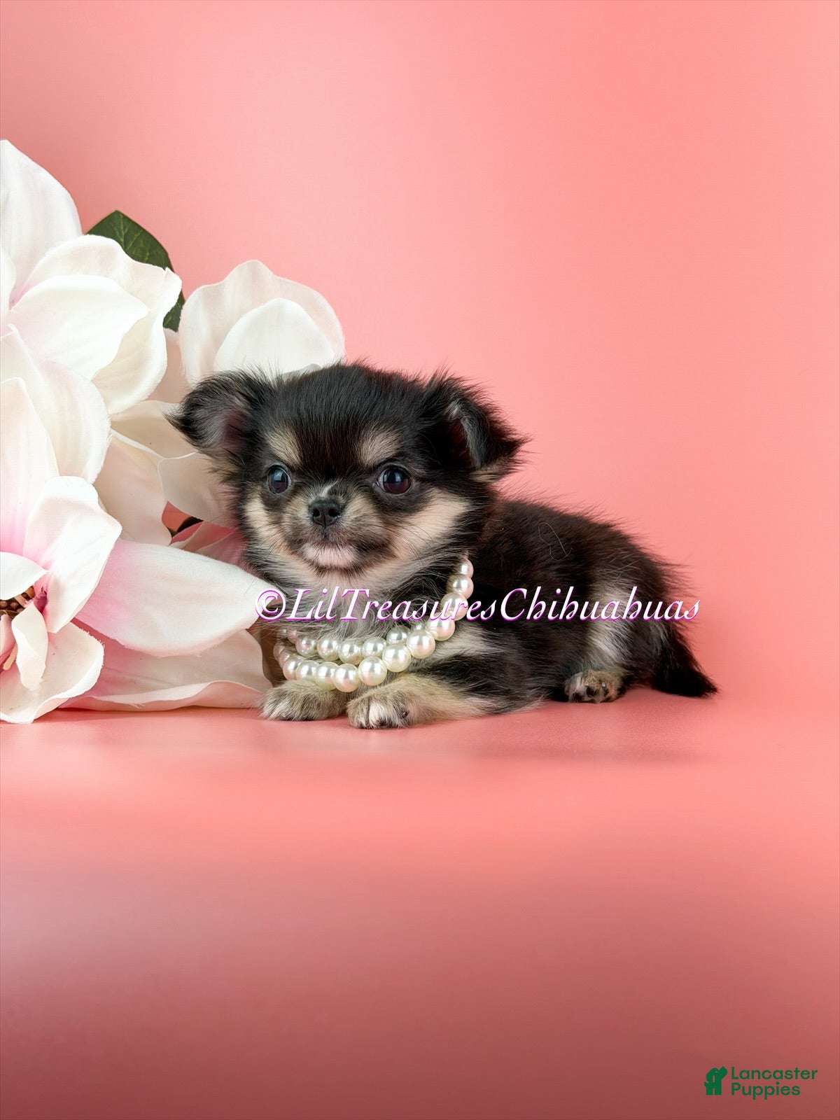 Chihuahua dogs Yuna - Ad 1