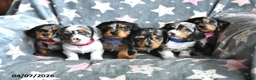 Miniature Dachshund dogs for sale: Tiger - Ad 3
