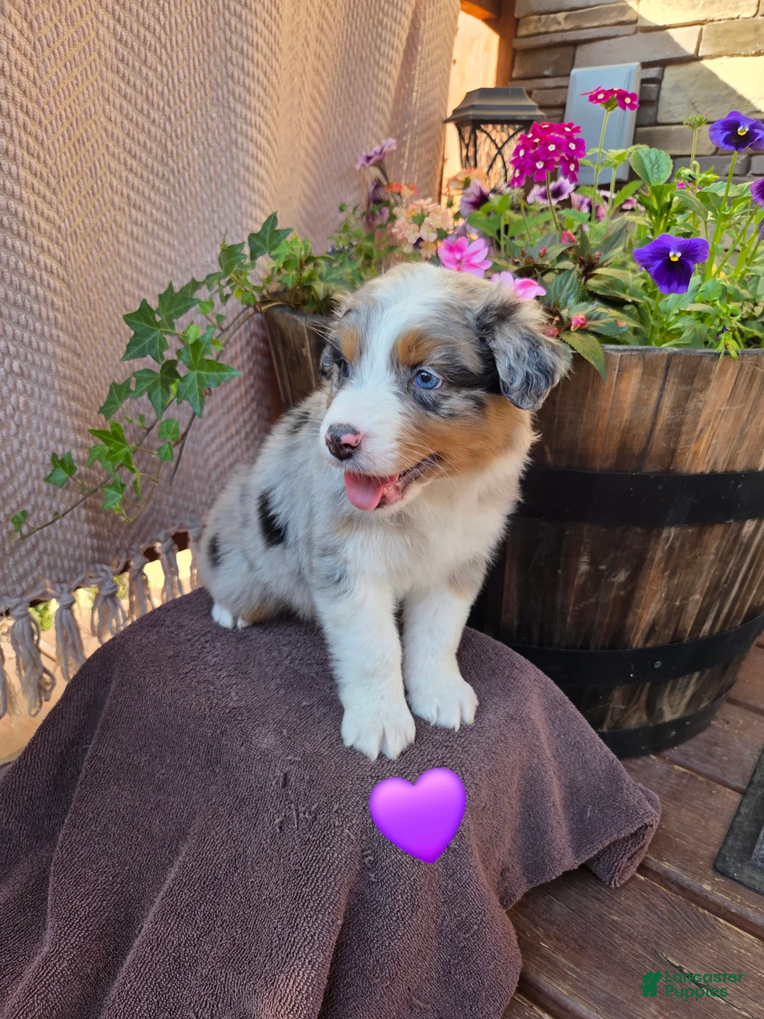 Australian Shepherd dogs for sale: Lilly - Ad 1