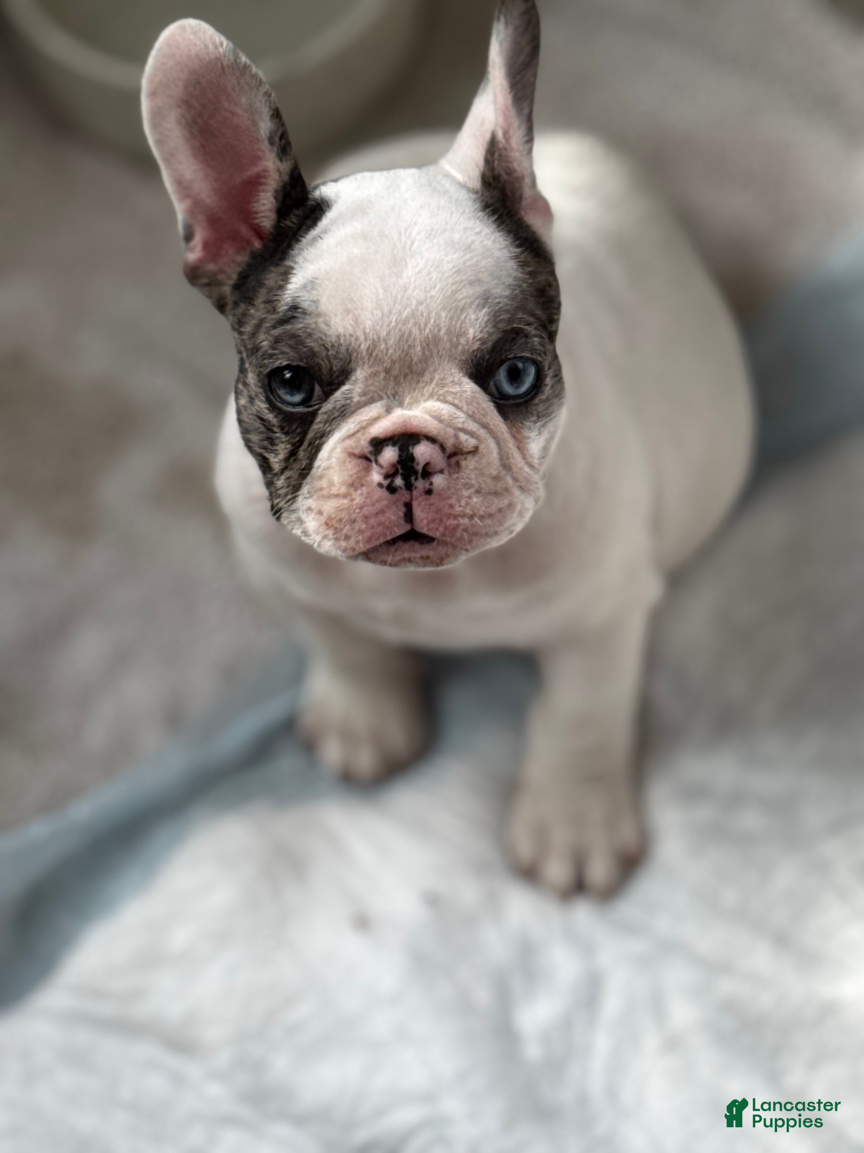 French Bulldog dogs for sale: French Bulldog Puppy 2 “Whisp” - Ad 2