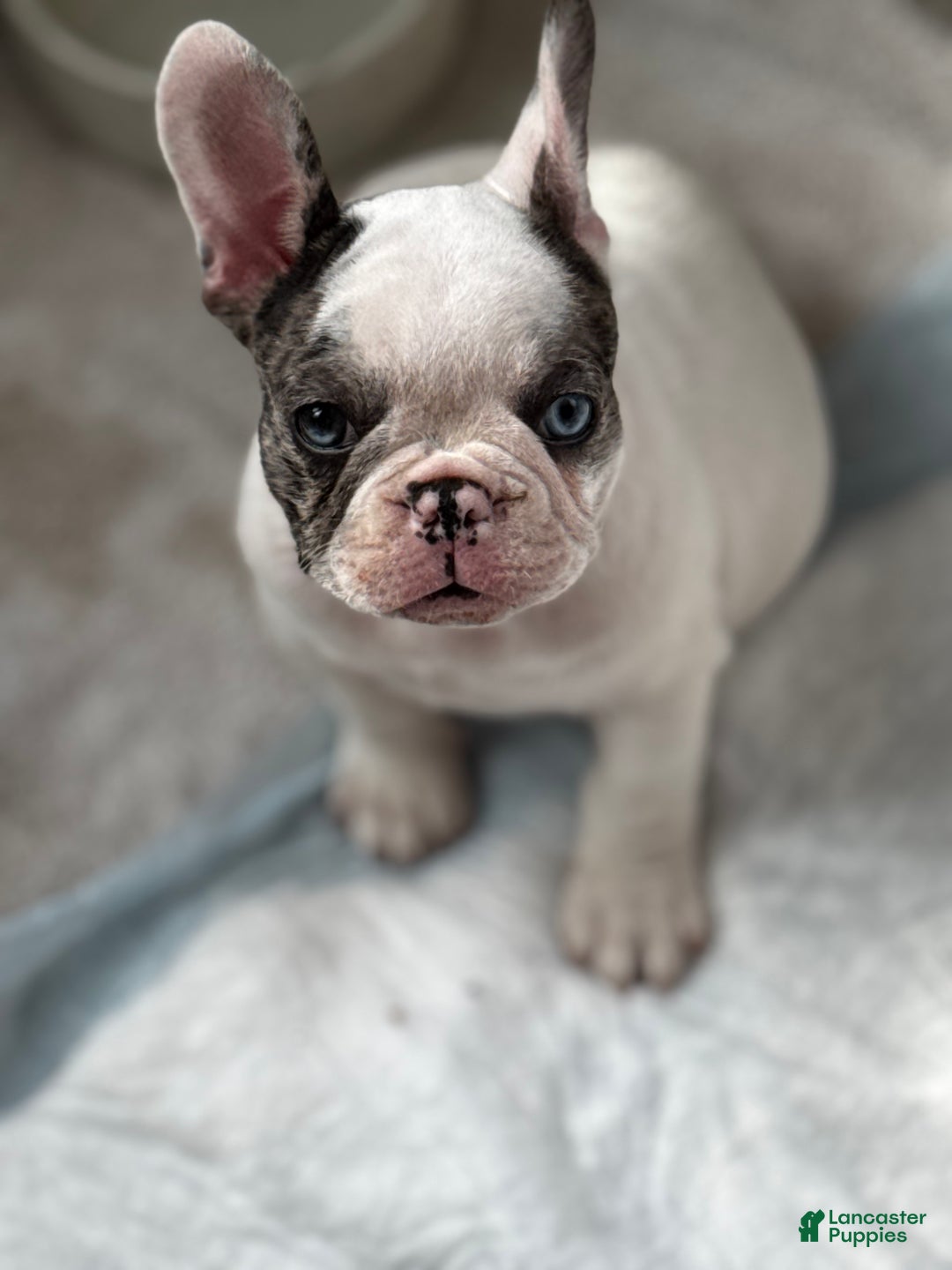 French Bulldog dogs for sale: French Bulldog Puppy 2 “Whisp” - Ad 5