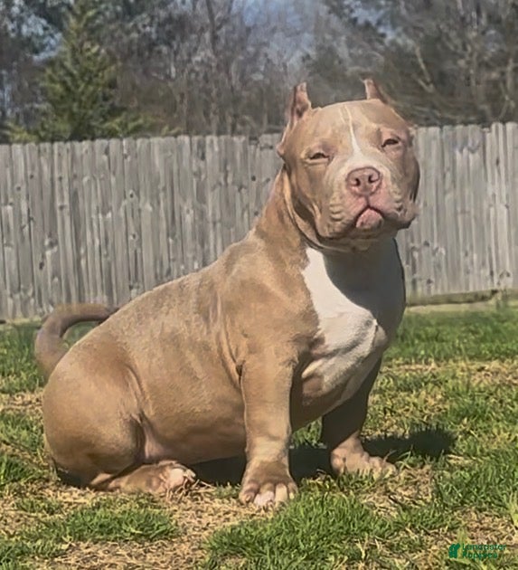 American Bully dogs Roxy - Ad 2