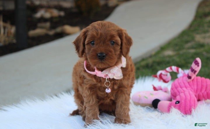 Cavapoo dogs Darcy  - Ad 1