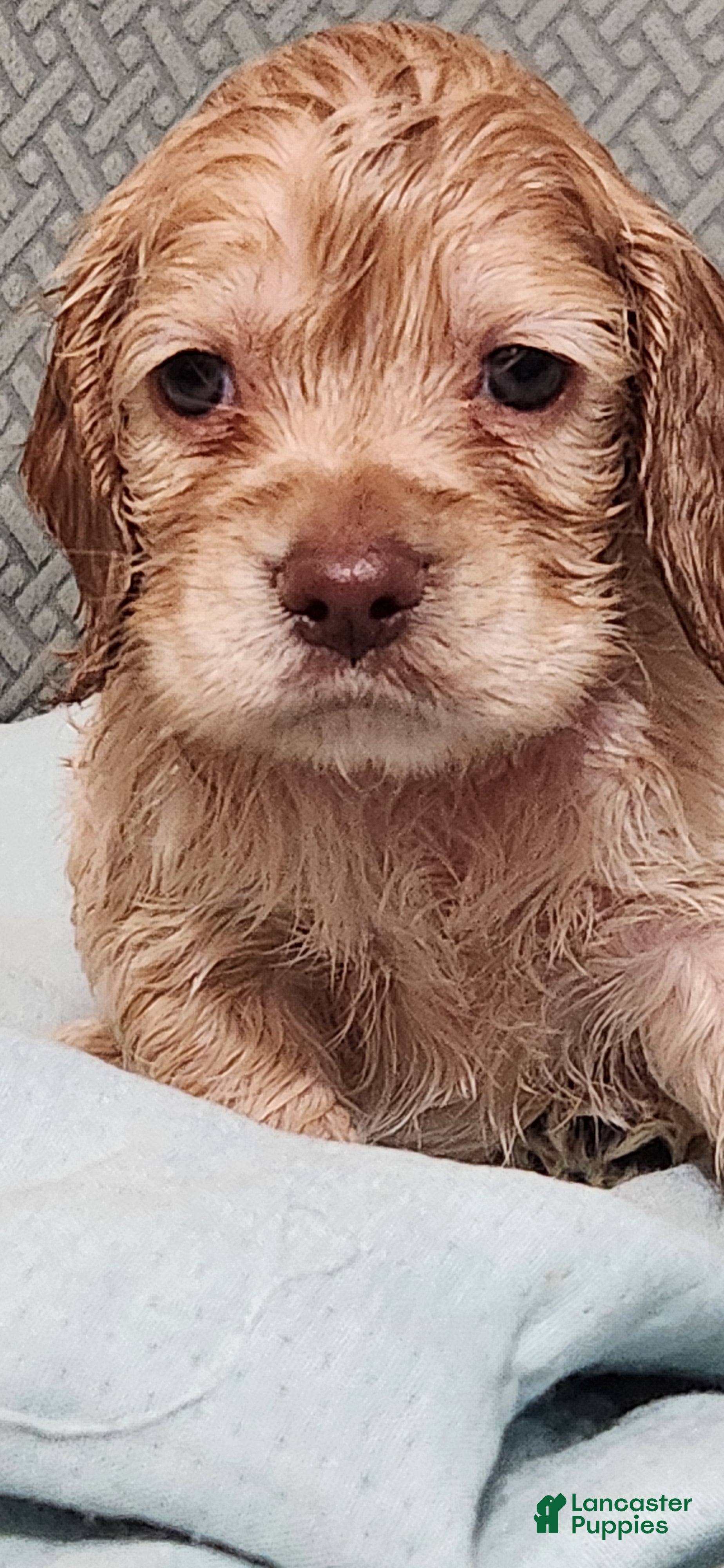 Cocker Spaniel dogs Cocker Spaniel 2 - Ad 1