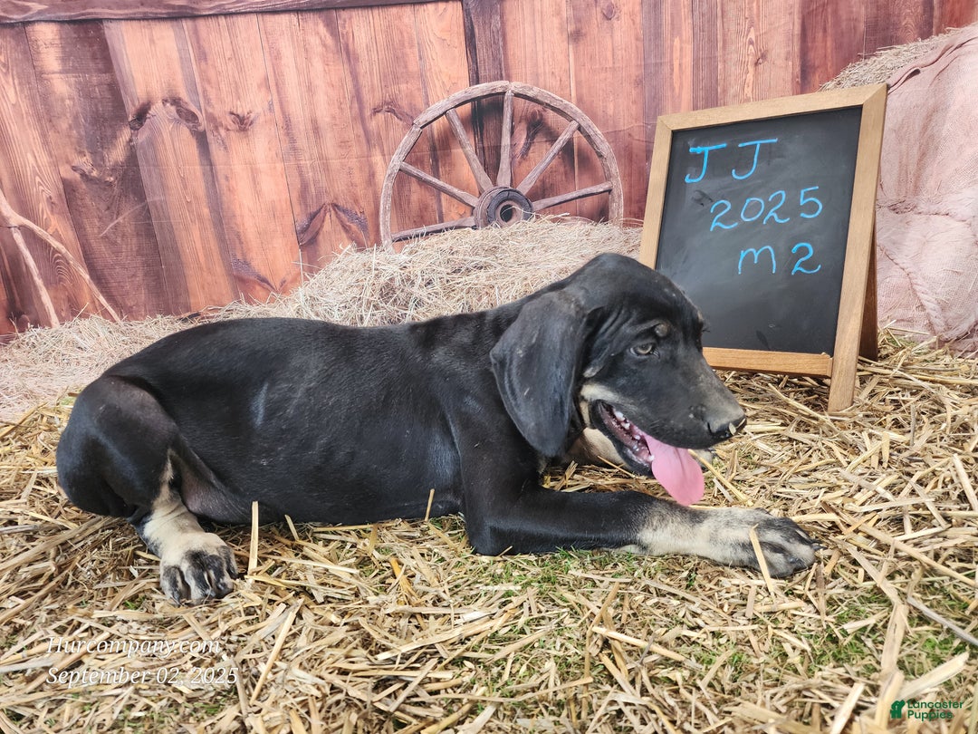 Catahoula Leopard Dog dogs for sale: JJ 2025 Male 2 - Ad 7