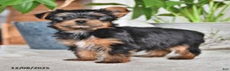 Yorkshire Terrier dogs for sale: Baxter - Ad 2
