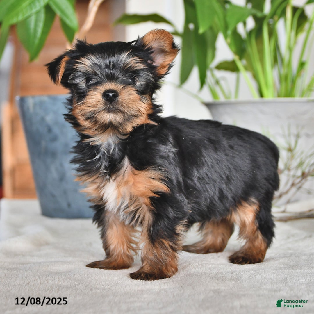 Yorkshire Terrier dogs for sale: Baxter - Ad 2