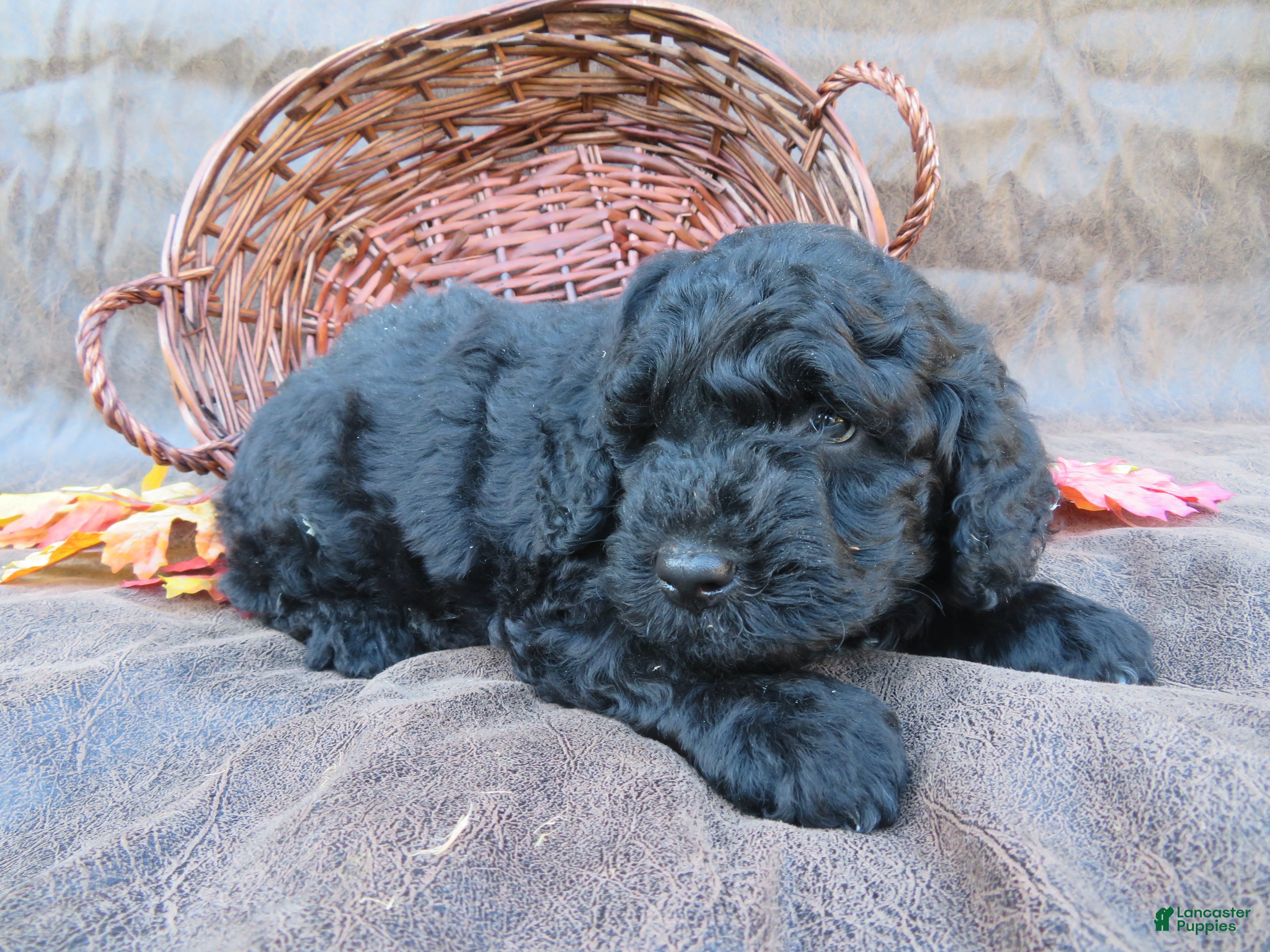 Mixed Breed dogs for sale: Milo - Ad 2