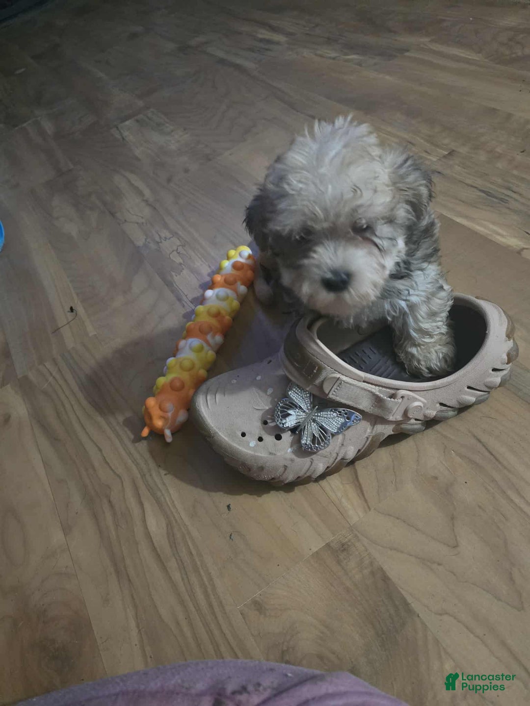Maltipoo dogs for sale: Albert - Ad 1