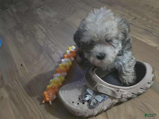 Maltipoo dogs Albert - Ad 37