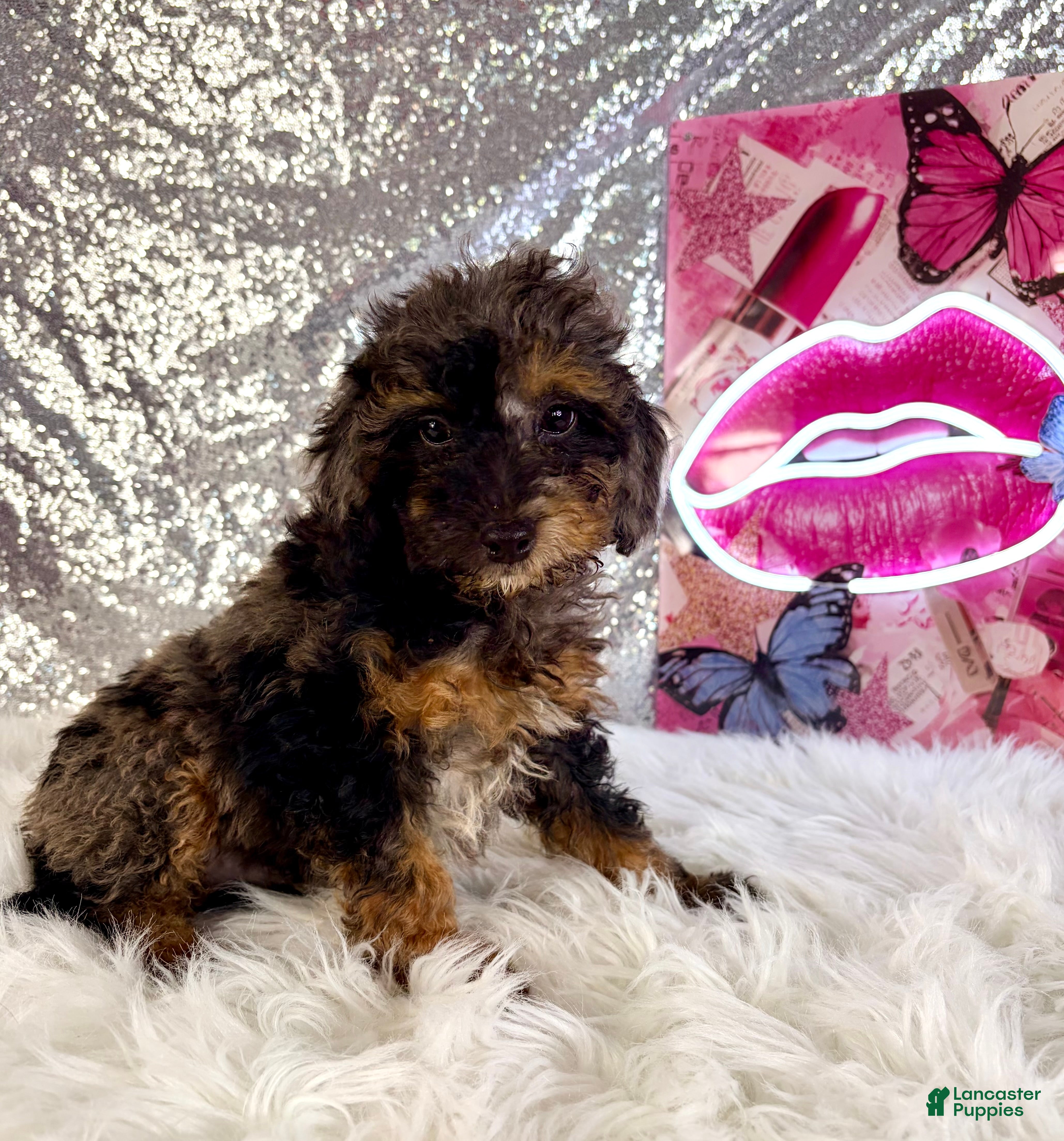 Mixed Breed dogs for sale: Solo - Ad 35