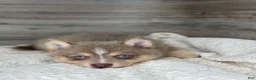 Pomsky dogs for sale: Pamela - Ad 2