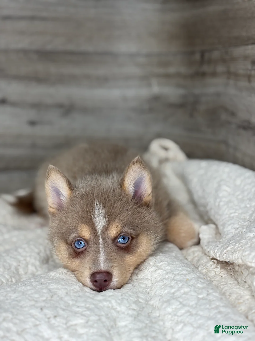 Pomsky dogs for sale: Pamela - Ad 2