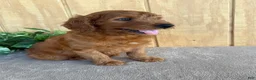 Goldendoodle dogs for sale: Goldie - Ad 5