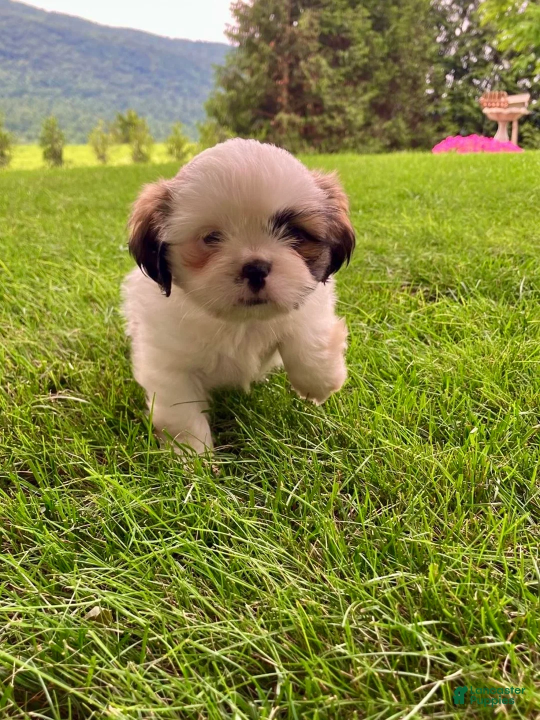 Shih Tzu dogs for sale: Twinkle - Ad 7