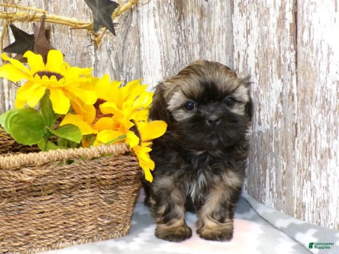 Shih Tzu dogs for sale: KELLIE - Ad 1