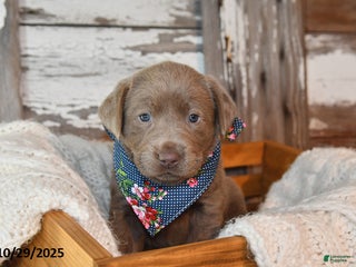 Labrador Retriever dogs - Ad 34