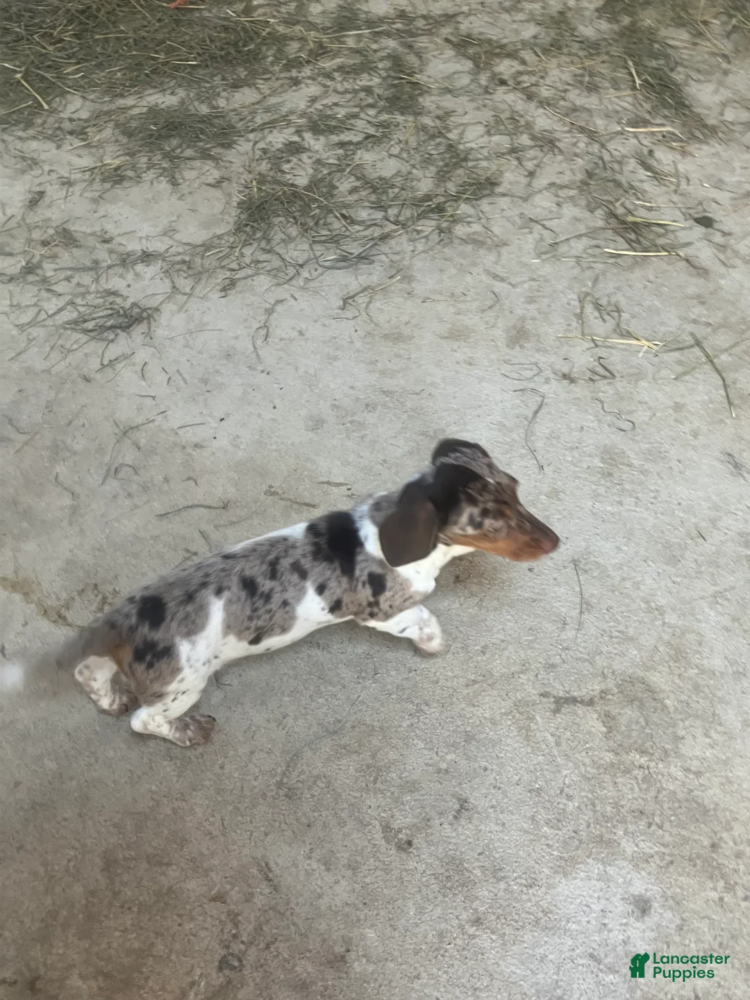 Dachshund dogs for sale: Akc Rachel - Ad 2