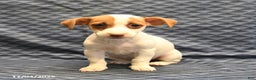 Jack Russell Terrier dogs for sale: Anna - Ad 4