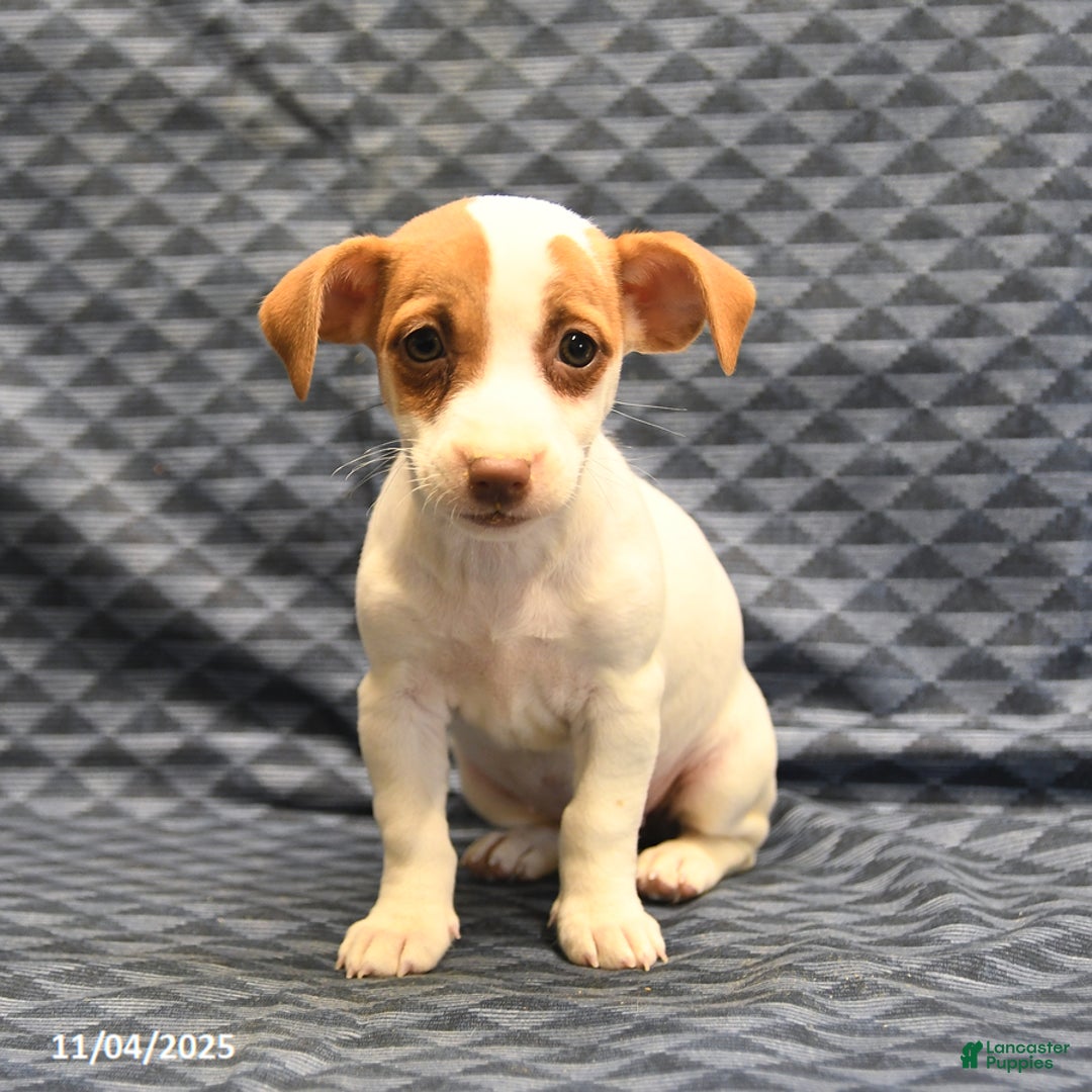 Jack Russell Terrier dogs for sale: Anna - Ad 4