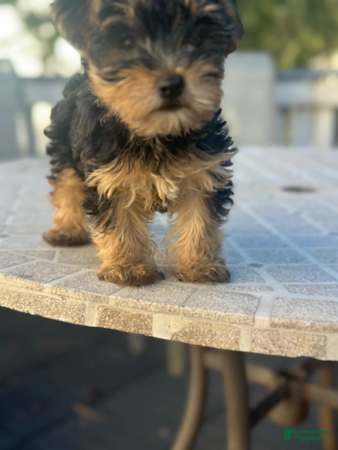 Yorkshire Terrier dogs for sale: Yorkshire Terrier 1 - Ad 2