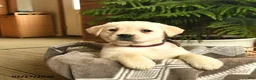 Labrador Retriever dogs for sale: Georgia - Ad 3