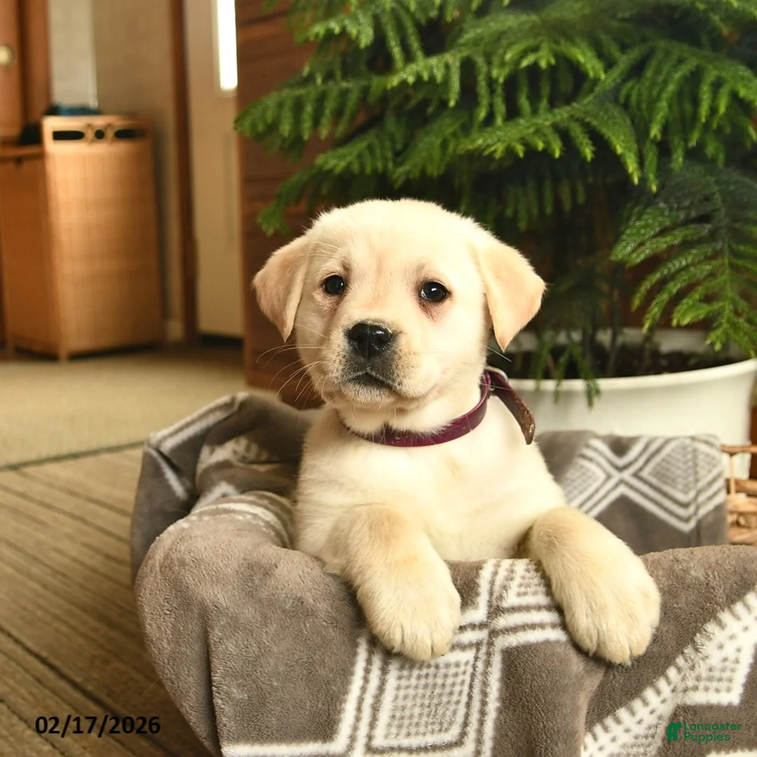Labrador Retriever dogs for sale: Georgia - Ad 3