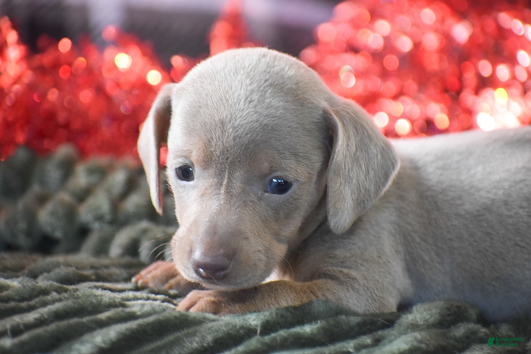 Dachshund dogs for sale: Pine - Ad 4