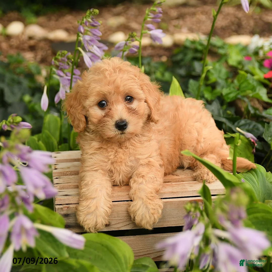 Maltipoo dogs for sale: Rose  - Ad 2