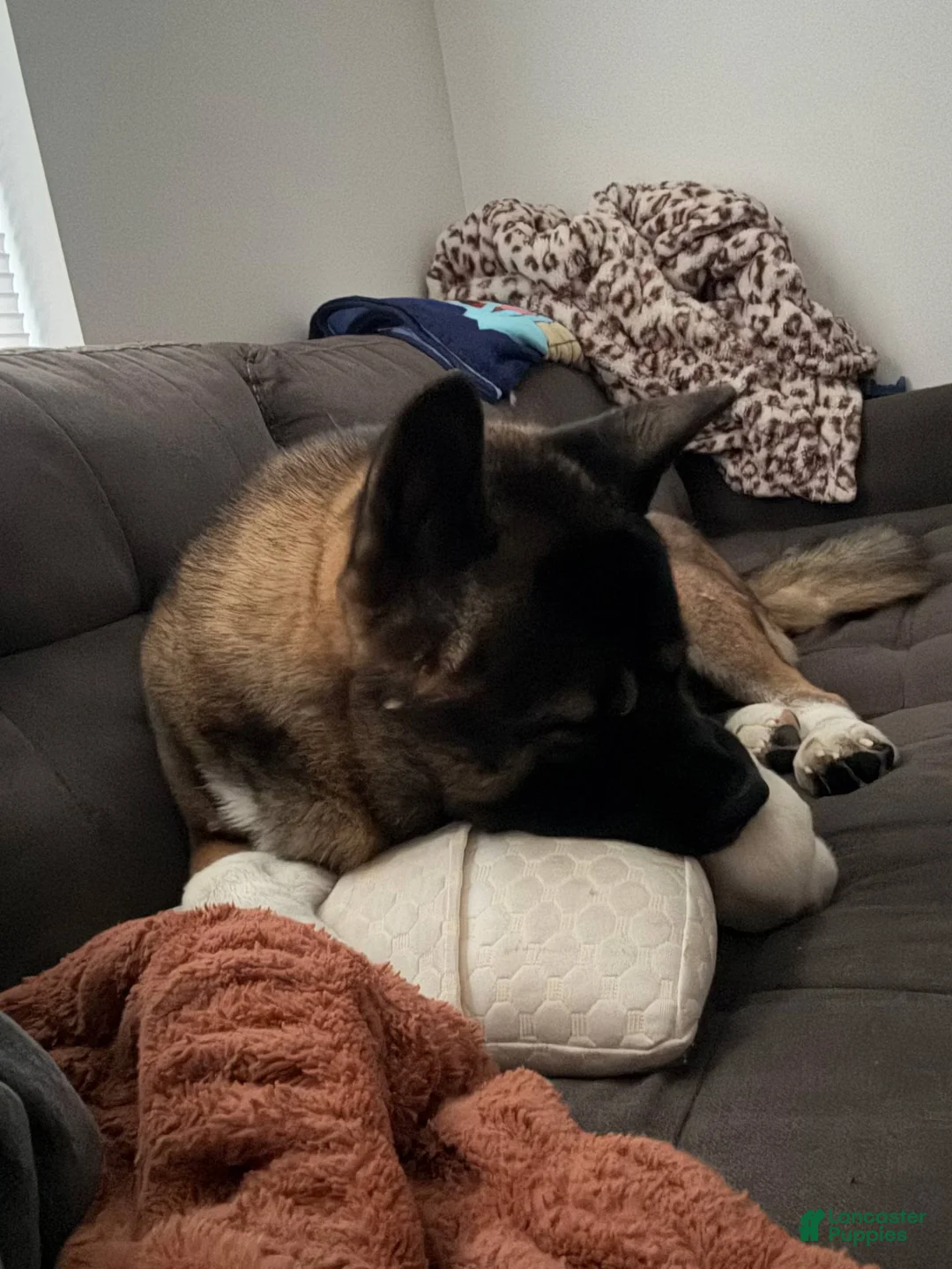 Akita dogs for sale: Kuma - Ad 3