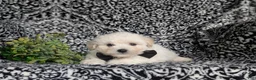 Bichon Frise dogs for sale: Barney - Ad 6