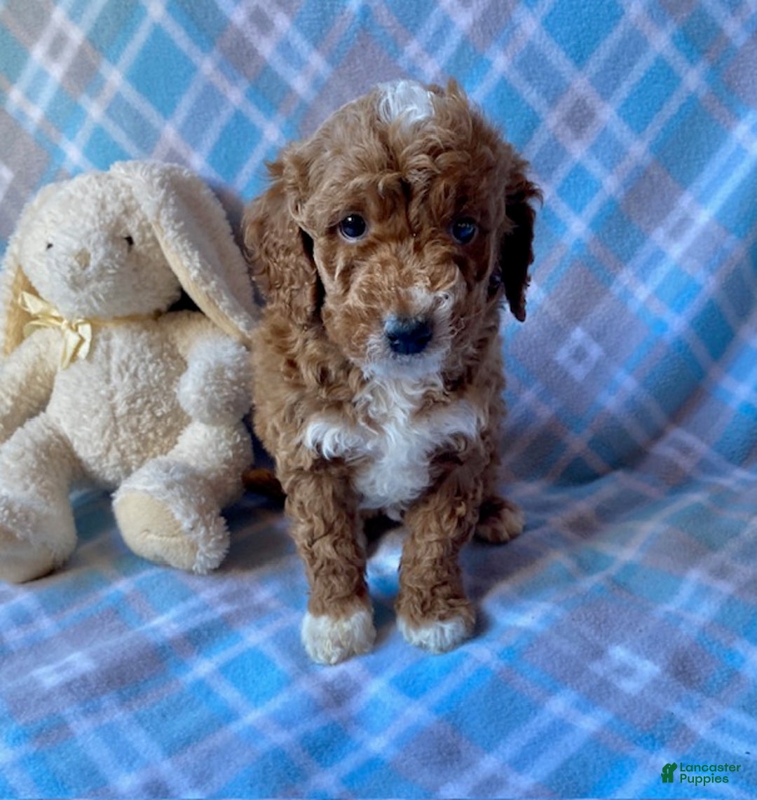 Mini Goldendoodle dogs for sale: Carson - Ad 3