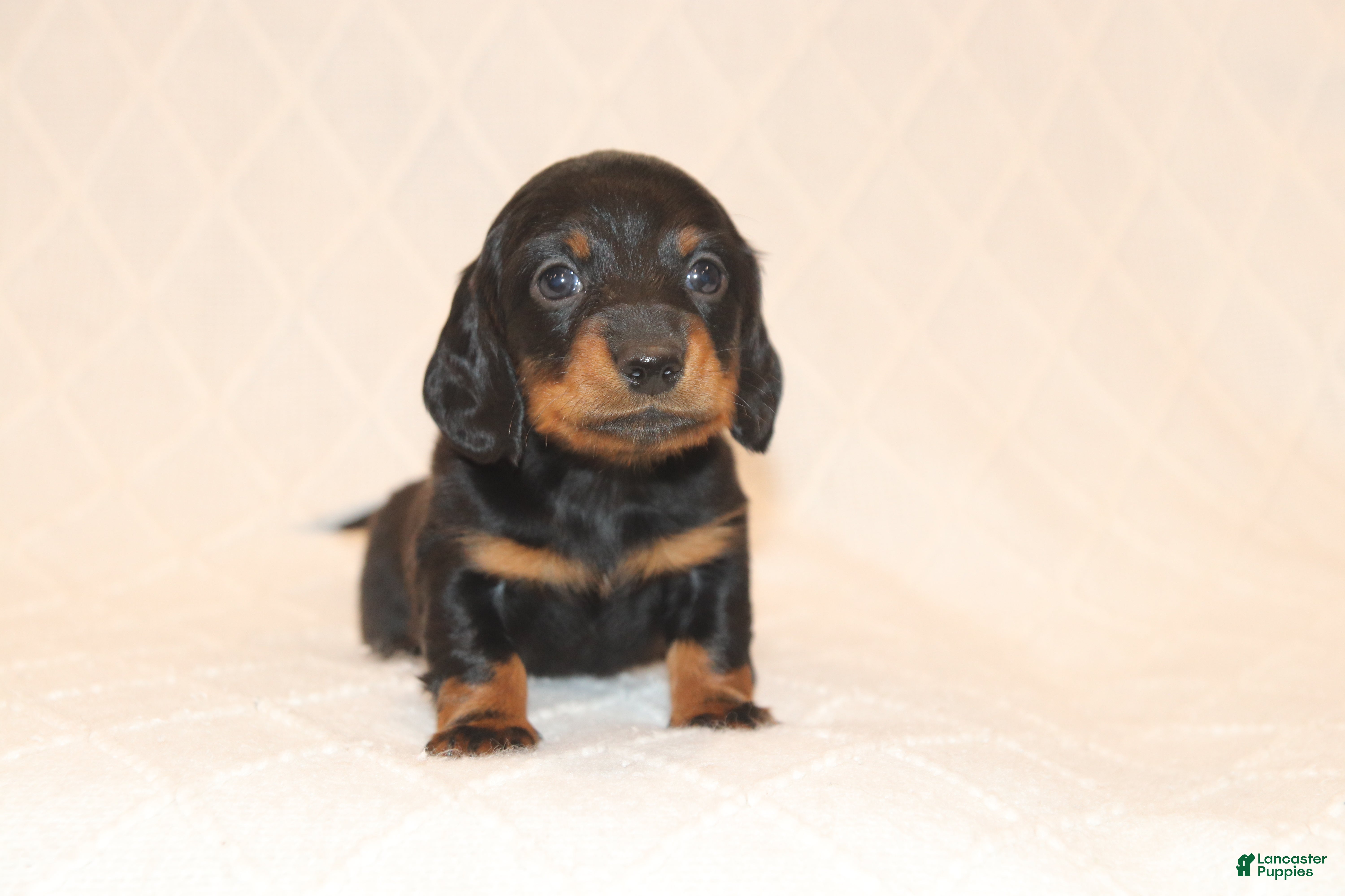 Miniature Dachshund dogs Remi - Ad 2