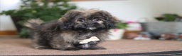 Shihpoo dogs for sale: Jona - Ad 4