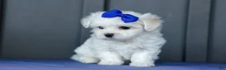 Maltese dogs for sale: OREO - Ad 11