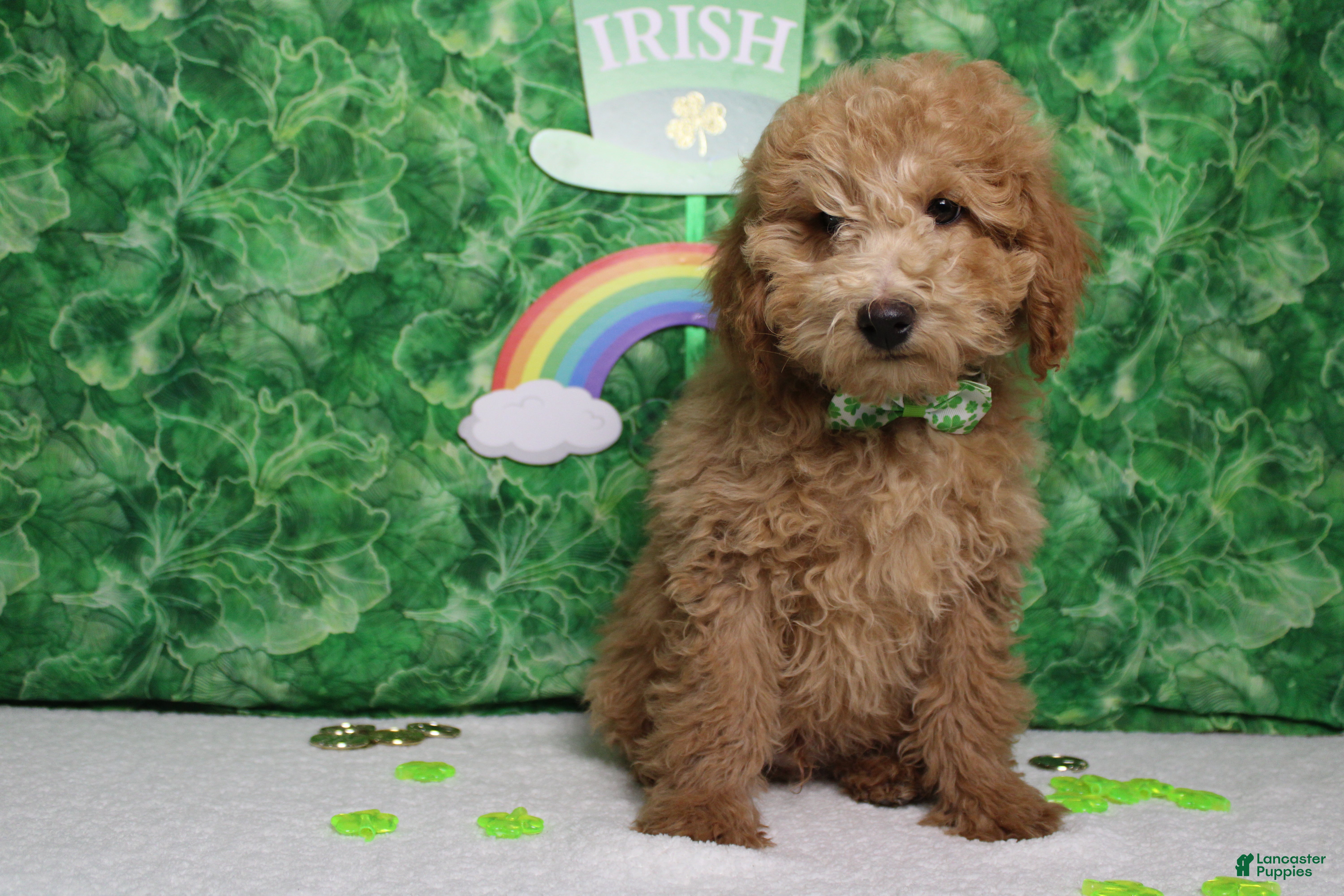 Toy Poodle dogs Garnet - Ad 9