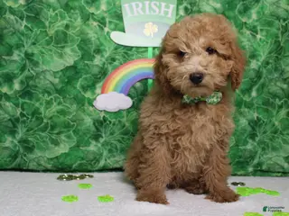 Toy Poodle dogs Garnet - Ad 9