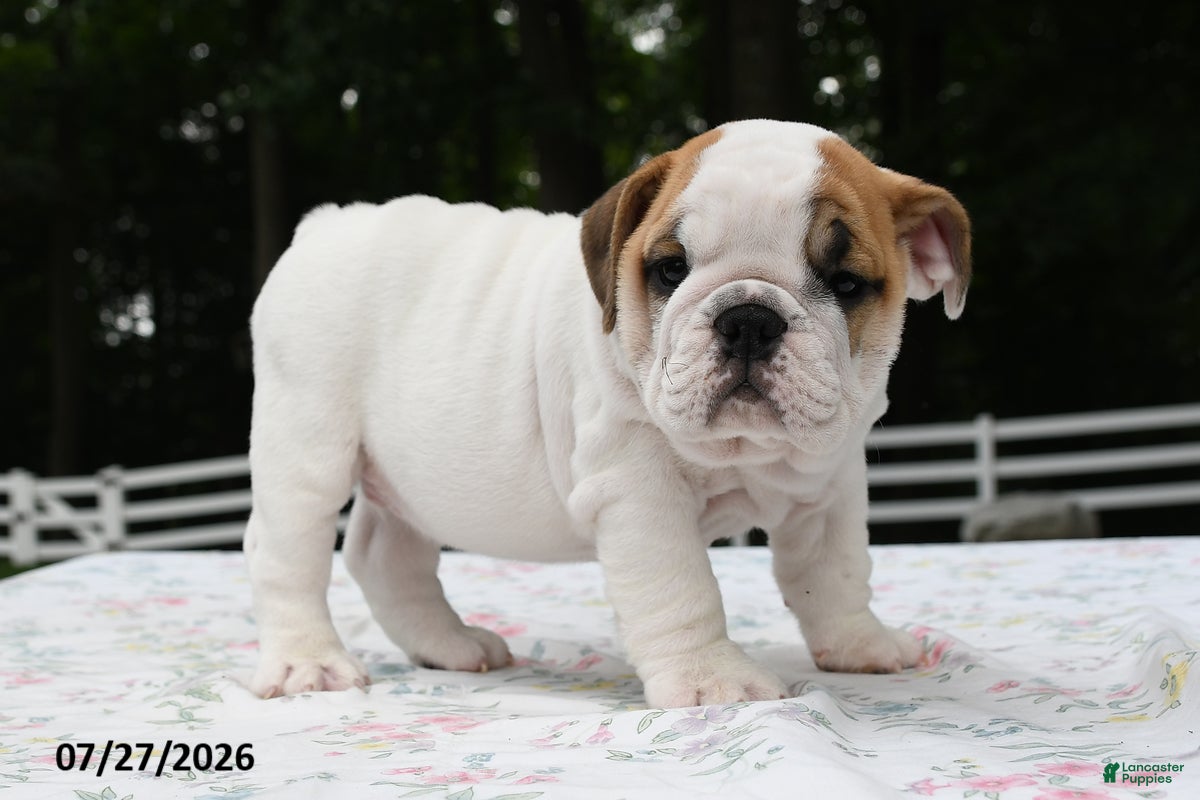 English Bulldog dogs Alex - Ad 1
