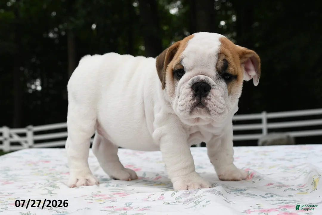 English Bulldog dogs for sale: Alex - Ad 1