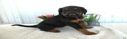 Mixed Breed dogs for sale: Mixed Breed 4 Chloe - Ad 2