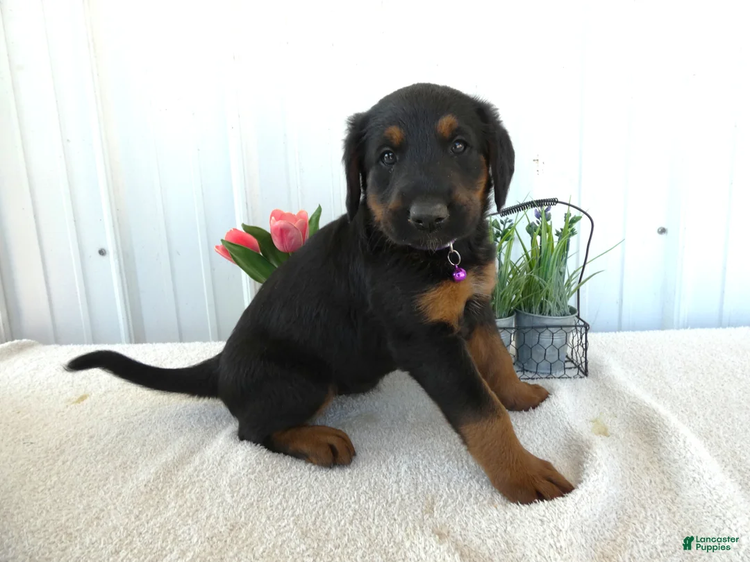 Mixed Breed dogs for sale: Mixed Breed 4 Chloe - Ad 2